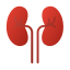 Kidney Icon